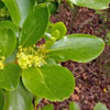 Griselinia littoralis